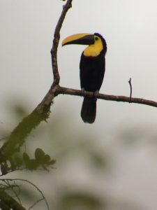 Choco Toucan Mindo Ecuador