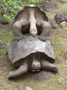 Galapagos hotel