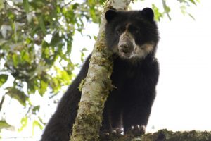 spectacled bear