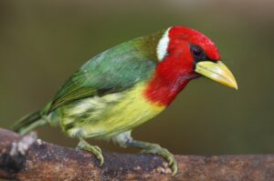 20 Red headed Barbet -