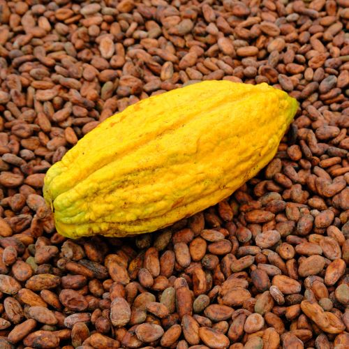 mindo ecuador cacao 1 -