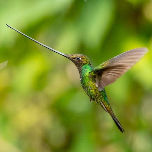 1 Sword billed Hummingbird min -