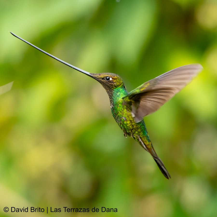 Sword-billed Hummingbird