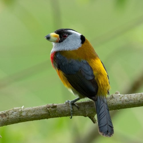 10 Toucan Barbet min -