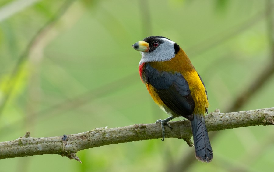 Toucan Barbet