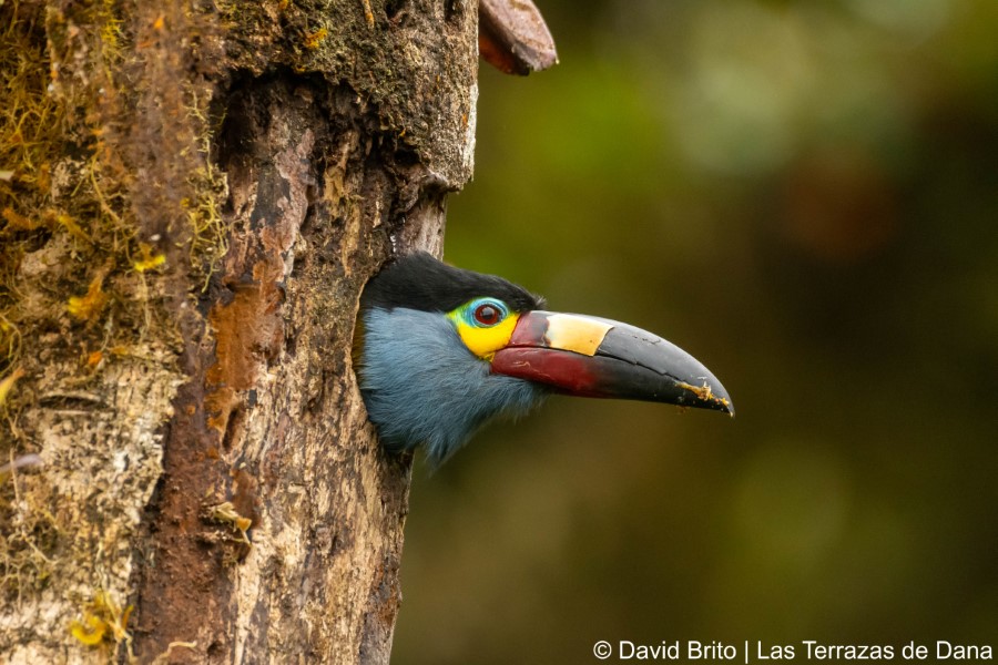 Plate-Billed Mountain Toucan