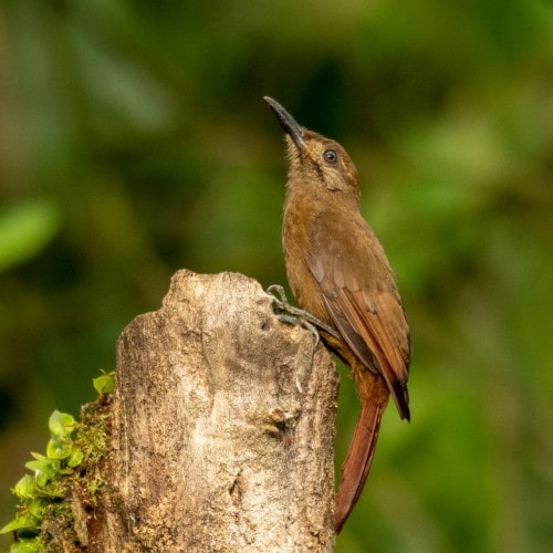 6 Plain brown Woodcreeper min -