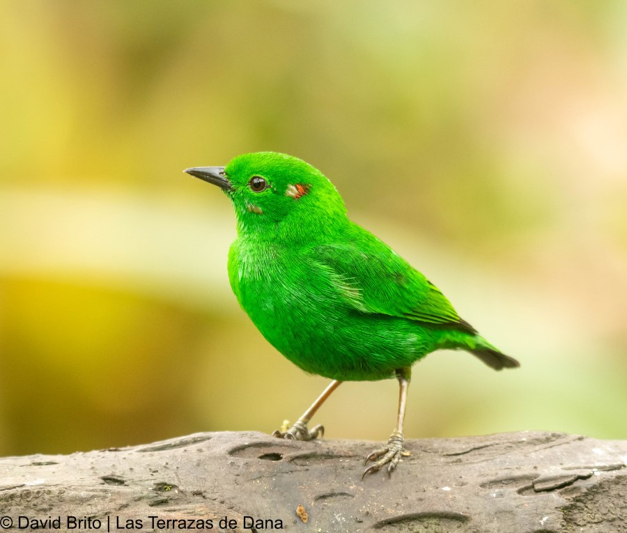 6 glistening green tanager -