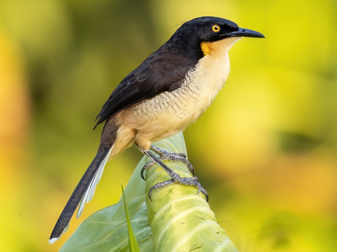 Black-capped-Donacobius