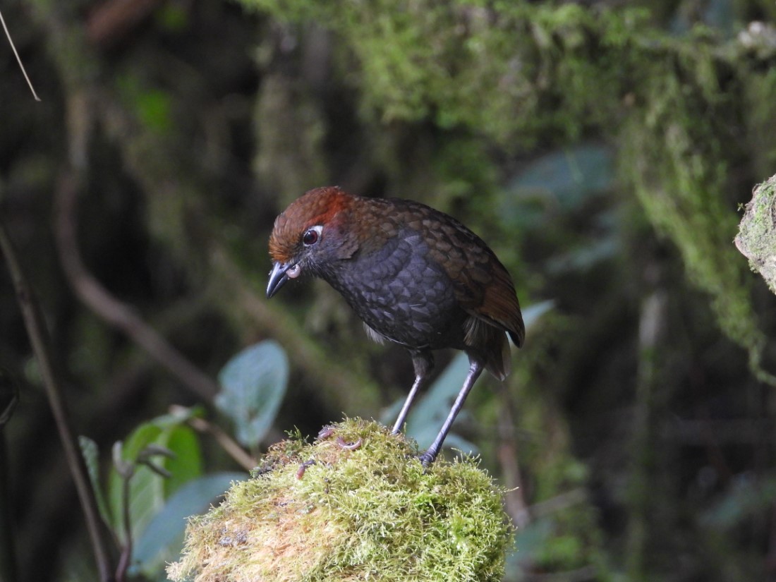 Chestnut-naped Antpitta