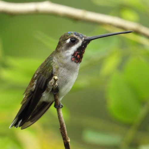 Long billed Starthroat @FS Frutty Tour Reserve DSCN2687 min -