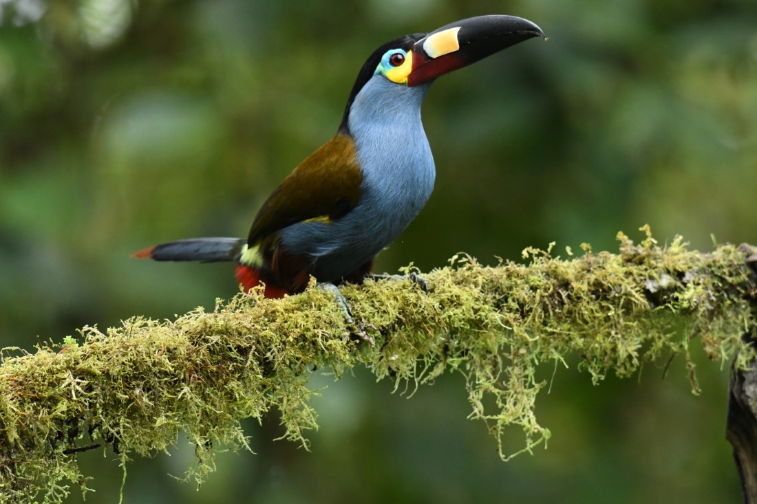 Plate-billed mountain toucan